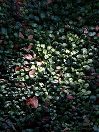 Full frame shot of berries