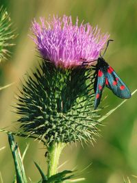 Close-up of butterfly pollinating on purple flower