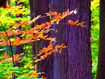 Close-up of autumn leaves