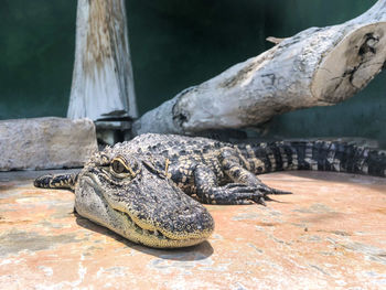 Close-up of crocodile on rock in zoo