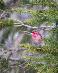 Vertical view of beautiful male purple finch perched on coniferous tree branch