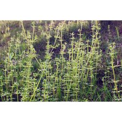 Close-up of plants on landscape