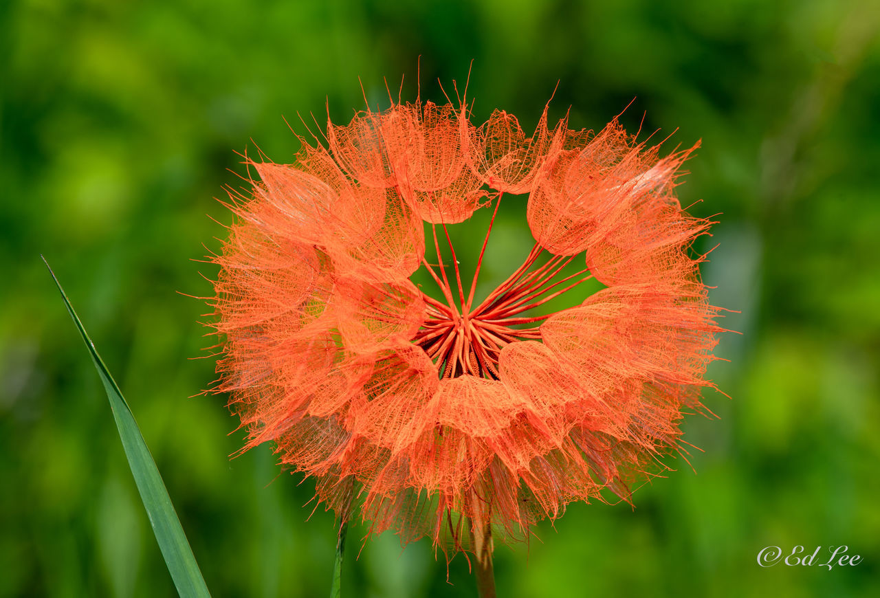 CLOSE-UP OF RED DANDELION