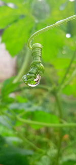 Close-up of water drop on plant tendril