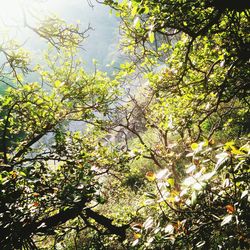 Low angle view of trees