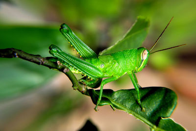 Close-up of  grasshopper insect on leaf