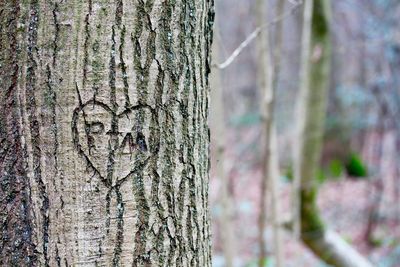 Close-up of tree trunk