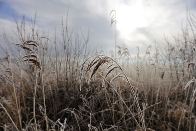 Close-up of crop in field