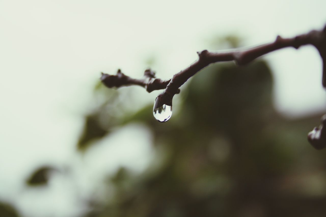 drop, focus on foreground, close-up, water, wet, fragility, selective focus, dew, nature, beauty in nature, growth, freshness, twig, raindrop, low angle view, spider web, purity, outdoors, plant, no people