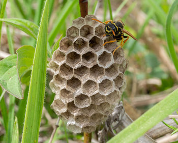 Close-up of bee on leaf