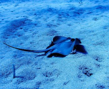 High angle view of fish swimming in sea