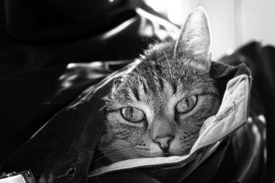 Close-up portrait of cat in paper bag at home