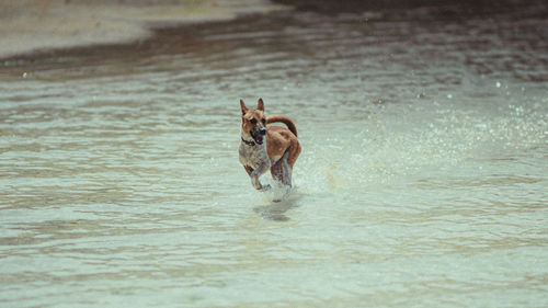 Dog running in water