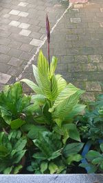 High angle view of plant growing on footpath