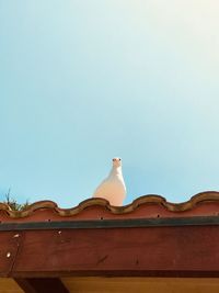Low angle view of bird on roof against clear sky