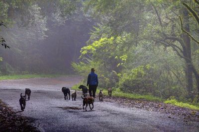 People riding horses on road by trees