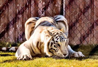 Close-up of tiger lying on grass