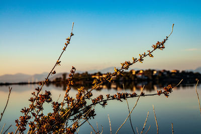 Close-up of plants against lake at sunset