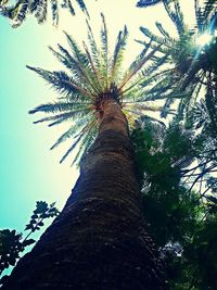 Low angle view of trees