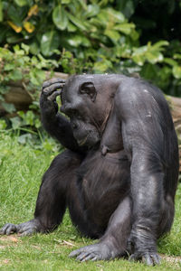 Monkey sitting on rock