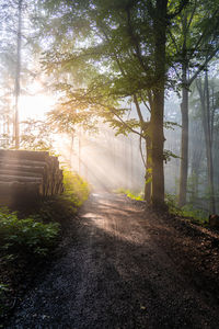 Sunlight streaming through trees in forest