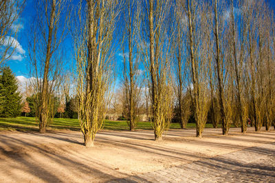 Panoramic view of trees on landscape against blue sky