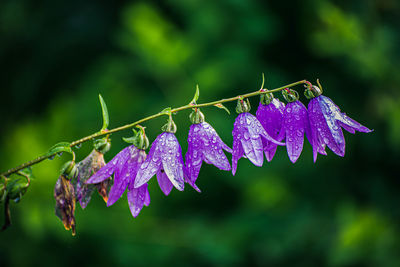 Close-up of wet purple flowering plant