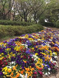 Multi colored flowers on field by trees in park