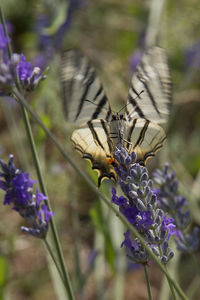 Close-up of butterfly pollinating on thistle