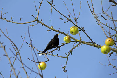 Low angle view of bird perching on tree