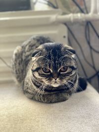 Close-up portrait of a cat