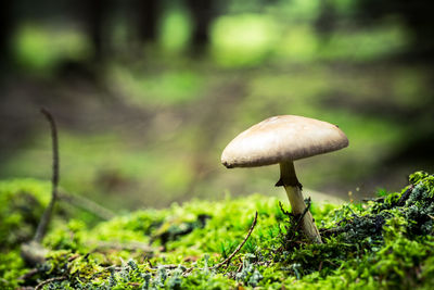 Close-up of mushroom growing on field