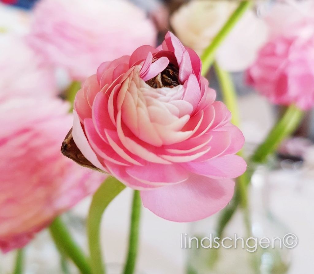 flower, flowering plant, beauty in nature, fragility, pink color, freshness, vulnerability, plant, petal, flower head, close-up, inflorescence, growth, nature, focus on foreground, no people, insect, invertebrate, animal wildlife, rose, pollination