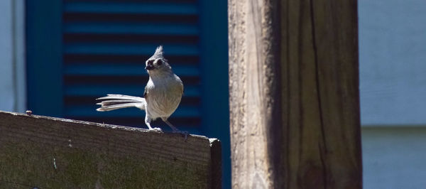 Seagull perching on wooden post