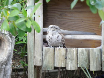 Close-up of bird perching on wooden post