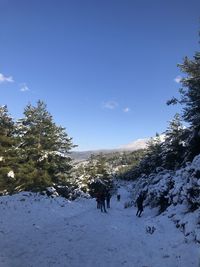 Trees on snow covered land against sky