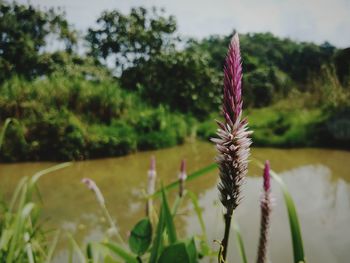 Close-up of flower against sky