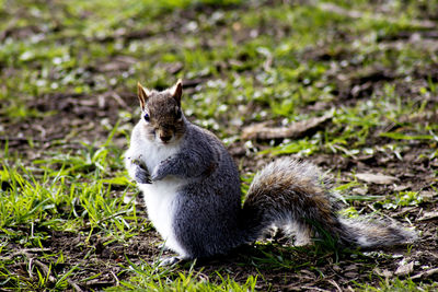 Squirrel sitting on a field