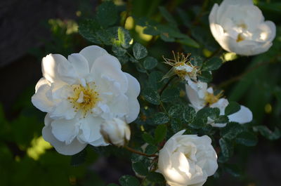 Close-up of flowers blooming outdoors