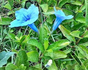 High angle view of blue flower