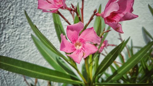 Close-up of pink flower blooming outdoors