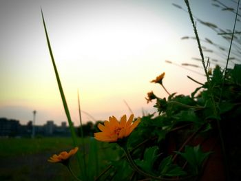 Close-up of yellow flower