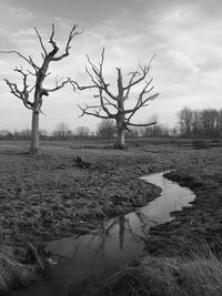 Bare trees on landscape against sky