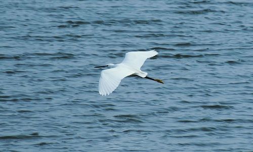 Swan flying over lake