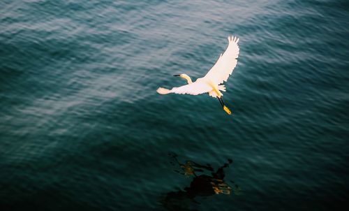 Seagull flying over sea