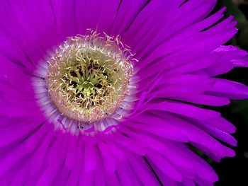 Close-up of purple flower blooming outdoors