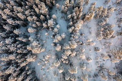 Frozen trees and forest during winter from drone perspective, luukki espoo, vihti, finland