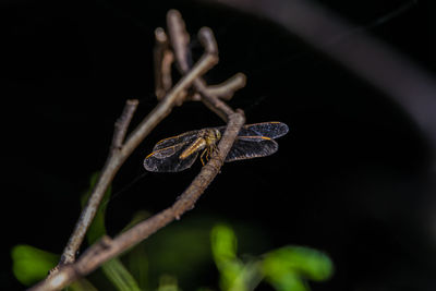Close-up of butterfly on plant