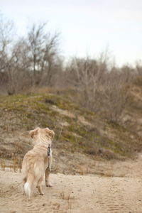 View of a dog running on field