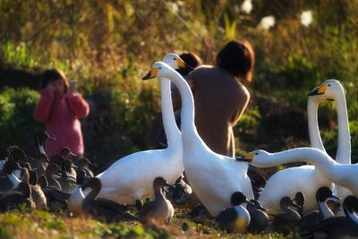 Flock of birds on grass